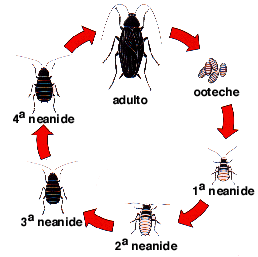 Le blatte e il loro ciclo di sviluppo