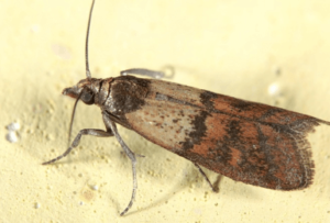 Tignola fasciata