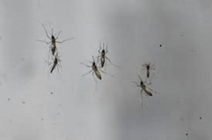 le-zanzare